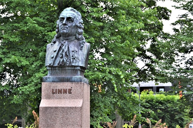 Tenje (M) om hotet att riva Linn�statyn: �Det �r vulg�rt�  