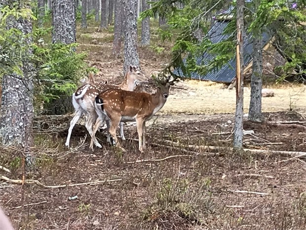Vad g�ller vid en viltolycka?