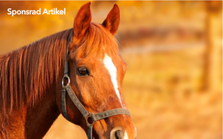 Öjabybanan tar fram nya travtalanger - Höstens kurser fulla