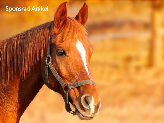 jabybanan tar fram nya travtalanger - Hstens kurser fulla 