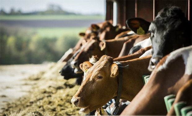 Svenska b�nder bland de mest klimatsmarta i v�rlden