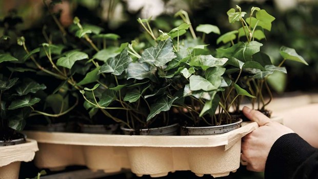 Blomsterlandet vxlar ver till vxtbrtten i trfiber 