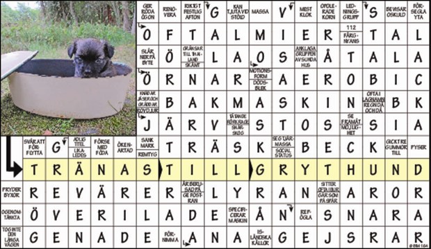 Krysset vinnare v23, 2023