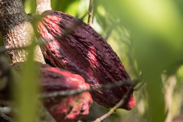 Stor risk f�r barnarbete bakom m�nga vanliga livsmedel 