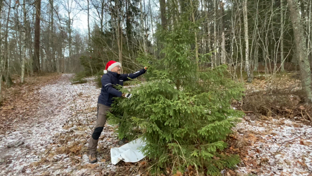 Anticimex: S� slipper du sm�kryp i julklappsh�gen och pyntet 