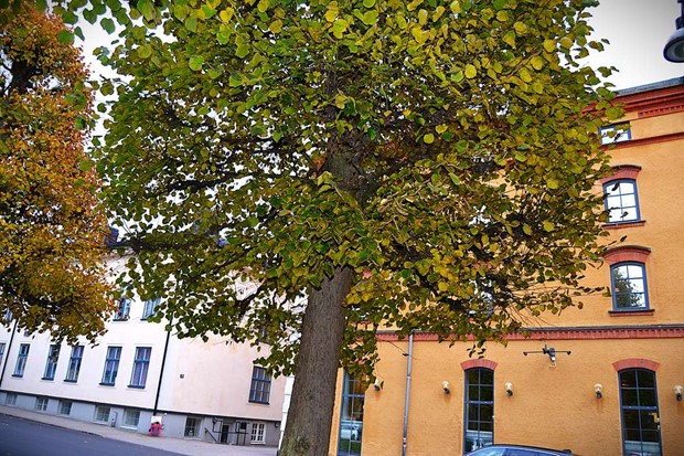 Tr�d och gr�nska ska skapa ett mer j�mst�llt V�xj�