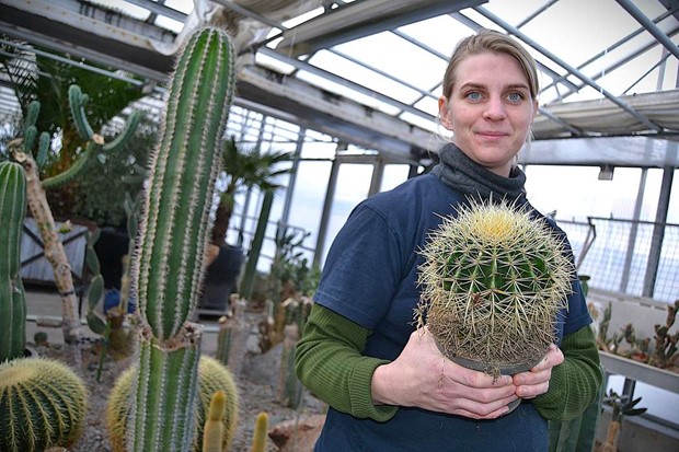 Kaktusgruppen i Linnéparken firar 100 år - ett landmärke som sticker ut Kaktusgruppen i Linnéparken firar 100 år - ett landmärke som sticker ut