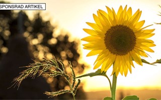 Scensommar – Fest i hela Kronoberg