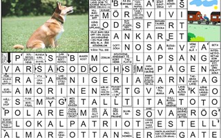 Krysset lsning v23, 2025