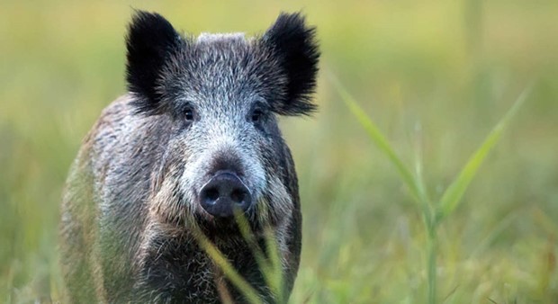 Vildsvin som en resurs i det kronobergska köket Vildsvin som en resurs i det kronobergska köket