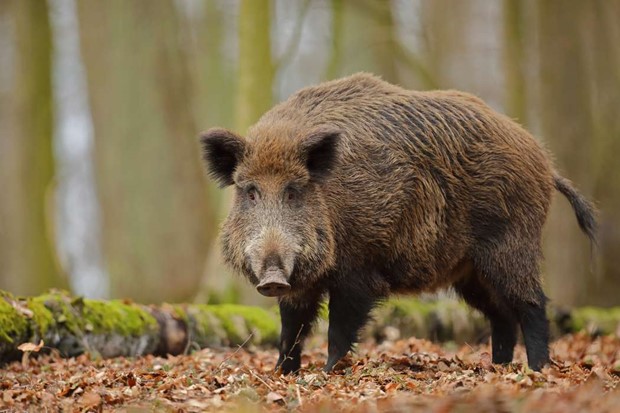 Kraftig ökning av viltolyckor i Kronoberg - störst bland vildsvin Kraftig ökning av viltolyckor i Kronoberg - störst bland vildsvin