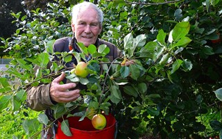 Fredrik, 86 r, fortstter med ppelodlingen p Ugglekull 