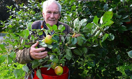Fredrik, 86 r, fortstter med ppelodlingen p Ugglekull 