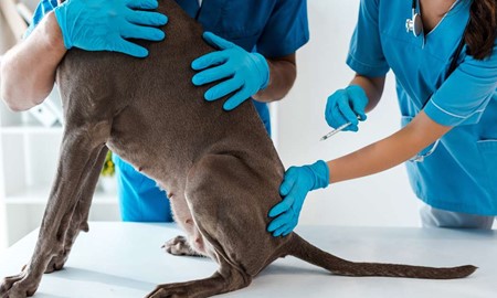 Hundgare anmler djursjukhus i Vxj: Skamlst pris och felbehandling