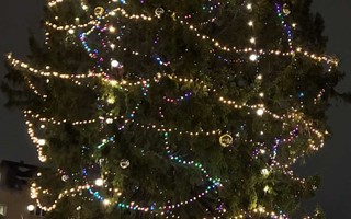 Hatstorm mot kommunens stora gran p Allbotorget