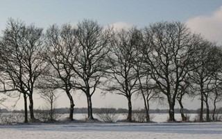 Naturfoton i vinterskrud 