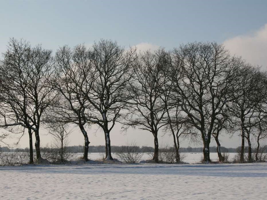 Naturfoton i vinterskrud 