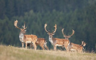 Skyddsjakt p� dovhjort i V�xj�