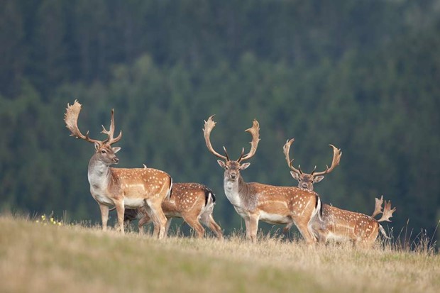 Skyddsjakt p� dovhjort i V�xj�