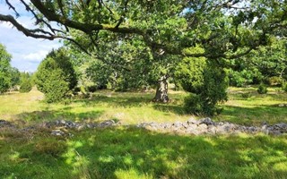 Asa S�teri prisas f�r landskapsv�rd