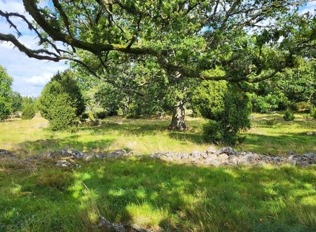 Asa S�teri prisas f�r landskapsv�rd