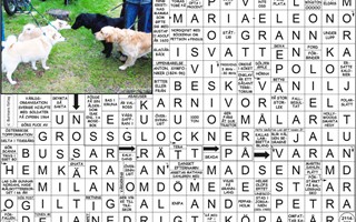 Krysset l�sning vecka 4, 2026