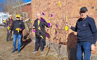 Lions har pyntat kommunen i lila och gult