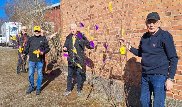 Lions har pyntat kommunen i lila och gult