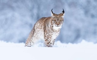 Tre lodjur f�lldes