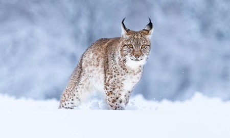 Tre lodjur f�lldes