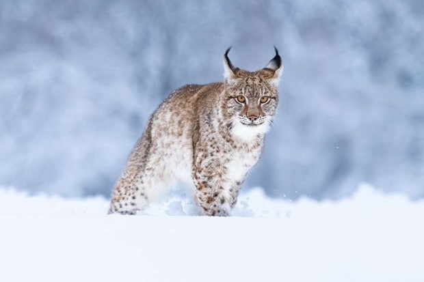 Tre lodjur fälldes Tre lodjur fälldes