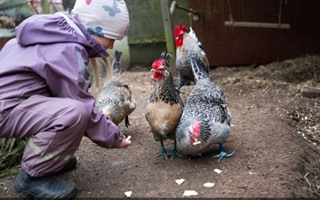 Studie i Kronoberg: Barn utvecklade empati med djur�vningar