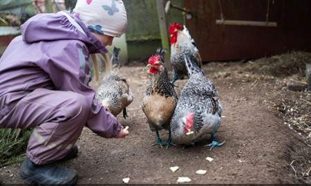 Studie i Kronoberg: Barn utvecklade empati med djur�vningar
