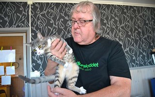 Djurskyddet Sigfrid har hittat ny lokal till katthemmet